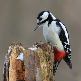 ������� ������ �����. �����.