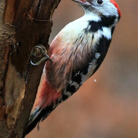 ������� ������ �����.