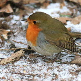 ���������.